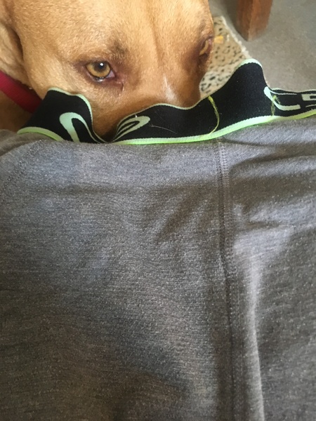 I think Honey missing Joe, 2017