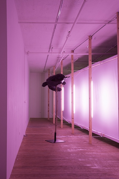 Transformational Joy, 2014