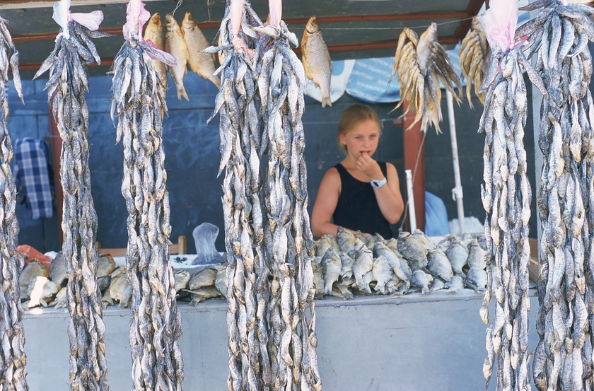 Fischvorhang [Fish Curtain], 2000