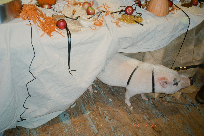 Book Celebration: The Animal Within, edited by Manuela Ammer and Ulrike Müller, with support from ACFNY