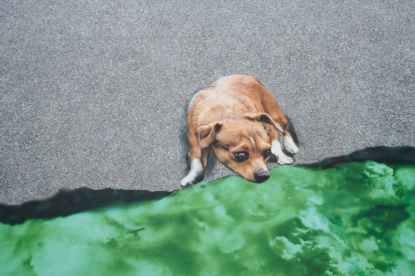 Cavapool, 2022 (detail)