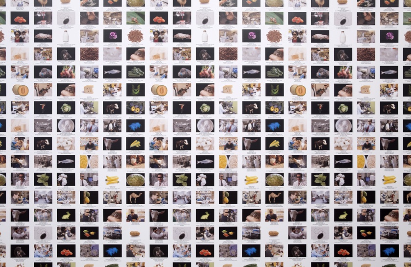 GMO Animals, Crops, Labs, 2014