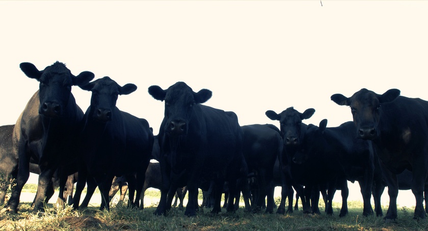 Delphi Falls, 2017 (still)