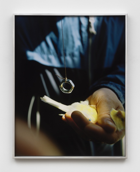 Ideomotor (Sexing a canary 3), 2025