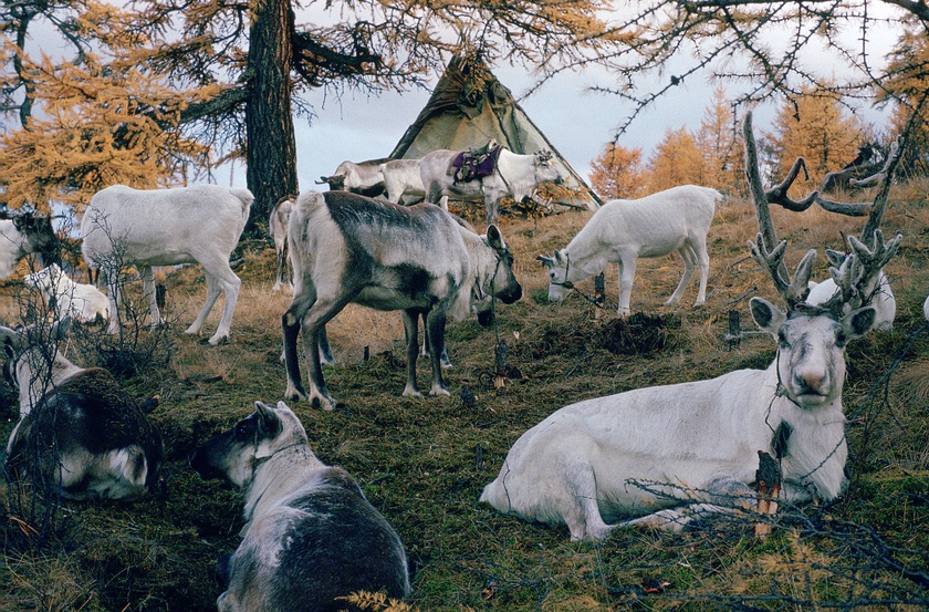 Wer ein weißes Rentier hat, braucht sich vor dem tiefen Schnee nicht zu fürchten - Zelt der Ergtseg / Dalma Familie
